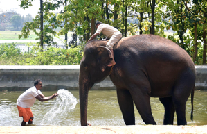 Training of TN mahouts, cavadis to commence in Thailand from today | Training of TN mahouts, cavadis to commence in Thailand from today