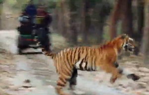 Video clip showing sloth bear getting chased by tiger thrills netizens | Video clip showing sloth bear getting chased by tiger thrills netizens Video clip showing sloth bear getting chased by tiger thrills netizens | Video clip showing sloth bear getting chased by tiger thrills netizens