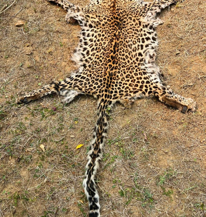 Two held with leopard skin in Odisha | Two held with leopard skin in Odisha Two held with leopard skin in Odisha | Two held with leopard skin in Odisha