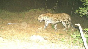 TN forest dept increases surveillance to catch elusive leopard | TN forest dept increases surveillance to catch elusive leopard TN forest dept increases surveillance to catch elusive leopard | TN forest dept increases surveillance to catch elusive leopard