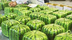 Now get square shaped water melons this summer | Now get square shaped water melons this summer