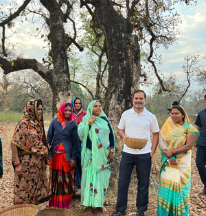 Rahul Gandhi makes surprise visit to women collecting 'mahua' flowers in MP’s Shahdol | Rahul Gandhi makes surprise visit to women collecting 'mahua' flowers in MP’s Shahdol