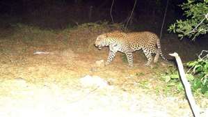 TN forest dept intensifies search for leopard in TN's Mayiladuthurai after pug marks detected | TN forest dept intensifies search for leopard in TN's Mayiladuthurai after pug marks detected