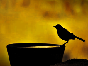 UP district launches 'Har Ghar Sakora Abhiyan' to promote voter awareness & bird welfare | UP district launches 'Har Ghar Sakora Abhiyan' to promote voter awareness & bird welfare UP district launches 'Har Ghar Sakora Abhiyan' to promote voter awareness & bird welfare | UP district launches 'Har Ghar Sakora Abhiyan' to promote voter awareness & bird welfare