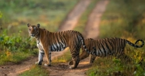 TN forest dept warns motorists to avoid speeding in Anamalai Tiger Reserve area | TN forest dept warns motorists to avoid speeding in Anamalai Tiger Reserve area