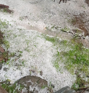 Winter's last kick: Hailstorm in Jhunjhunu districts blankets fields with layer of white | Winter's last kick: Hailstorm in Jhunjhunu districts blankets fields with layer of white Winter's last kick: Hailstorm in Jhunjhunu districts blankets fields with layer of white | Winter's last kick: Hailstorm in Jhunjhunu districts blankets fields with layer of white