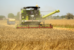 Punjab heading for bumper wheat crop of 124 lakh metric tons, says minister | Punjab heading for bumper wheat crop of 124 lakh metric tons, says minister Punjab heading for bumper wheat crop of 124 lakh metric tons, says minister | Punjab heading for bumper wheat crop of 124 lakh metric tons, says minister