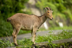 Three-day census of endangered Nilgiri tahr begins on April 29 | Three-day census of endangered Nilgiri tahr begins on April 29 Three-day census of endangered Nilgiri tahr begins on April 29 | Three-day census of endangered Nilgiri tahr begins on April 29