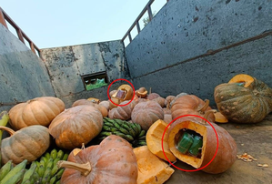 Drugs worth Rs 3.5 cr concealed in pumpkins seized in Manipur | Drugs worth Rs 3.5 cr concealed in pumpkins seized in Manipur