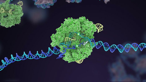 Can CRISPR-Cas gene editing tech fight antimicrobial resistance? | Can CRISPR-Cas gene editing tech fight antimicrobial resistance?
