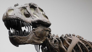 T. rex dinosaur not as intelligent as monkeys, reveals study | T. rex dinosaur not as intelligent as monkeys, reveals study