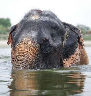 Kalpana celebrates 5th rescue anniversary at Mathura elephant hospital | Kalpana celebrates 5th rescue anniversary at Mathura elephant hospital