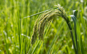 ICRISAT develops portable technology for testing crops' nutrition level | ICRISAT develops portable technology for testing crops' nutrition level ICRISAT develops portable technology for testing crops' nutrition level | ICRISAT develops portable technology for testing crops' nutrition level