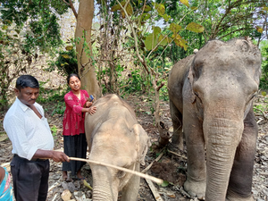 Illegally kept in Tripura, ailing elephant and her calf rescued to Gujarat's 'Vantara' | Illegally kept in Tripura, ailing elephant and her calf rescued to Gujarat's 'Vantara'