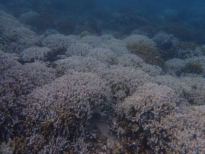 Intense coral bleaching recorded in Lakshadweep due to marine heatwaves | Intense coral bleaching recorded in Lakshadweep due to marine heatwaves