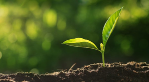 Green Tamil Nadu Mission readies 50K seedlings; invites public, NGOs, others for planting | Green Tamil Nadu Mission readies 50K seedlings; invites public, NGOs, others for planting Green Tamil Nadu Mission readies 50K seedlings; invites public, NGOs, others for planting | Green Tamil Nadu Mission readies 50K seedlings; invites public, NGOs, others for planting
