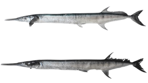 Two new species of needlefish from Indian waters identified by CMFRI | Two new species of needlefish from Indian waters identified by CMFRI Two new species of needlefish from Indian waters identified by CMFRI | Two new species of needlefish from Indian waters identified by CMFRI