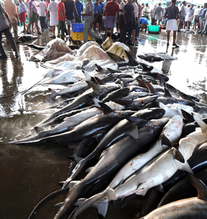 India and Oman to jointly undertake research on sharks and rays in Arabian Sea | India and Oman to jointly undertake research on sharks and rays in Arabian Sea
