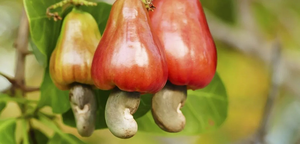 Goa keen to have GI tag for cashew fruit, nut, ‘Urrak’ | Goa keen to have GI tag for cashew fruit, nut, ‘Urrak’ Goa keen to have GI tag for cashew fruit, nut, ‘Urrak’ | Goa keen to have GI tag for cashew fruit, nut, ‘Urrak’