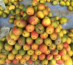 TN Food Dept on vigil against use of spraying agents to ripen mangoes | TN Food Dept on vigil against use of spraying agents to ripen mangoes