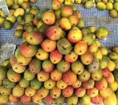 TN Food Dept on vigil against use of spraying agents to ripen mangoes | TN Food Dept on vigil against use of spraying agents to ripen mangoes TN Food Dept on vigil against use of spraying agents to ripen mangoes | TN Food Dept on vigil against use of spraying agents to ripen mangoes
