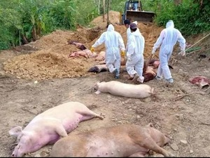 African Swine Fever hits 3 Mizoram districts, kills hundreds of pigs | African Swine Fever hits 3 Mizoram districts, kills hundreds of pigs