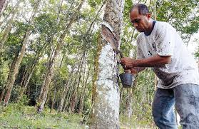 Malaysia's natural rubber production falls 9.2 pct in March | Malaysia's natural rubber production falls 9.2 pct in March