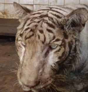 Hyderabad Zoo loses white Bengal tiger 'Abhimanyu' | Hyderabad Zoo loses white Bengal tiger 'Abhimanyu' Hyderabad Zoo loses white Bengal tiger 'Abhimanyu' | Hyderabad Zoo loses white Bengal tiger 'Abhimanyu'