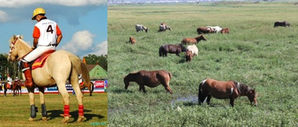 Manipur govt allots 30-acre grassland to conserve endangered 'polo ponies' | Manipur govt allots 30-acre grassland to conserve endangered 'polo ponies'
