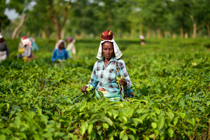 Indian tea industry employs 12 lakh workers, 58 pc women: Piyush Goyal | Indian tea industry employs 12 lakh workers, 58 pc women: Piyush Goyal Indian tea industry employs 12 lakh workers, 58 pc women: Piyush Goyal | Indian tea industry employs 12 lakh workers, 58 pc women: Piyush Goyal