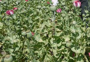 Over 17,500 acres of poppy farms destroyed in north Afghanistan: Officials | Over 17,500 acres of poppy farms destroyed in north Afghanistan: Officials