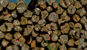 Myanmar seizes over 1,600 tons of illegal teak timber in April-May | Myanmar seizes over 1,600 tons of illegal teak timber in April-May