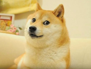 Popular dog Kabosu, who inspired cryptocurrency Dogecoin & Shiba Inu, dies | Popular dog Kabosu, who inspired cryptocurrency Dogecoin & Shiba Inu, dies