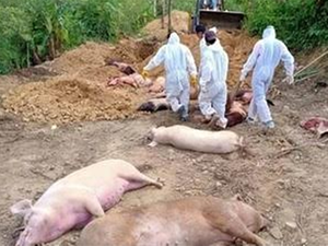African Swine Fever kills 965 pigs in Mizoram | African Swine Fever kills 965 pigs in Mizoram