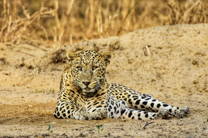 Leopard enters Jaipur College, Forest Department begins capture operations | Leopard enters Jaipur College, Forest Department begins capture operations Leopard enters Jaipur College, Forest Department begins capture operations | Leopard enters Jaipur College, Forest Department begins capture operations