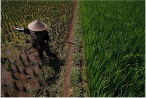 Indonesia braces for droughts, fires | Indonesia braces for droughts, fires