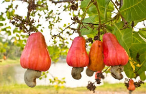 Goa struggling to give taste of real cashew nuts with GI tag to tourists | Goa struggling to give taste of real cashew nuts with GI tag to tourists Goa struggling to give taste of real cashew nuts with GI tag to tourists | Goa struggling to give taste of real cashew nuts with GI tag to tourists