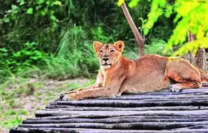4 lion cubs born in Etawah Lion safari | 4 lion cubs born in Etawah Lion safari