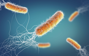Study decodes how pathogens infect human lung tissue | Study decodes how pathogens infect human lung tissue Study decodes how pathogens infect human lung tissue | Study decodes how pathogens infect human lung tissue
