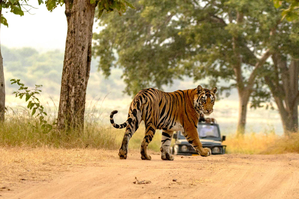 UP govt to turn Ranipur Tiger Reserve into eco-tourism hub | UP govt to turn Ranipur Tiger Reserve into eco-tourism hub UP govt to turn Ranipur Tiger Reserve into eco-tourism hub | UP govt to turn Ranipur Tiger Reserve into eco-tourism hub