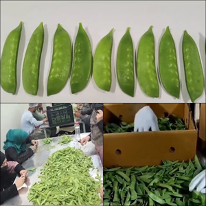PM Modi highlights Kashmiri snow peas in ‘Mann Ki Baat’ | PM Modi highlights Kashmiri snow peas in ‘Mann Ki Baat’ PM Modi highlights Kashmiri snow peas in ‘Mann Ki Baat’ | PM Modi highlights Kashmiri snow peas in ‘Mann Ki Baat’