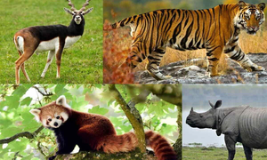 India prepares checklist of entire 1,04,561 fauna species | India prepares checklist of entire 1,04,561 fauna species India prepares checklist of entire 1,04,561 fauna species | India prepares checklist of entire 1,04,561 fauna species