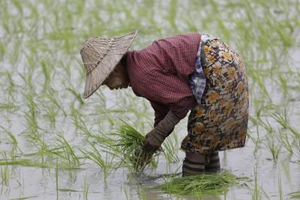 Myanmar exports over 700,000 tonnes of beans, pulses in April-July | Myanmar exports over 700,000 tonnes of beans, pulses in April-July Myanmar exports over 700,000 tonnes of beans, pulses in April-July | Myanmar exports over 700,000 tonnes of beans, pulses in April-July