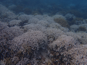 Coral bleaching detected in waters around Taiwan due to heat wave | Coral bleaching detected in waters around Taiwan due to heat wave Coral bleaching detected in waters around Taiwan due to heat wave | Coral bleaching detected in waters around Taiwan due to heat wave