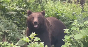 Romania increases brown bear hunting quota amid conservation concerns | Romania increases brown bear hunting quota amid conservation concerns Romania increases brown bear hunting quota amid conservation concerns | Romania increases brown bear hunting quota amid conservation concerns