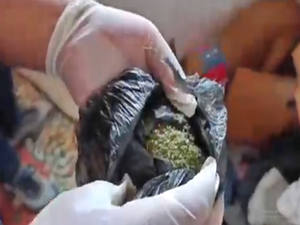 Turkey detains 103 for drug trafficking, seizes over 1.3 tonnes of narcotics | Turkey detains 103 for drug trafficking, seizes over 1.3 tonnes of narcotics Turkey detains 103 for drug trafficking, seizes over 1.3 tonnes of narcotics | Turkey detains 103 for drug trafficking, seizes over 1.3 tonnes of narcotics