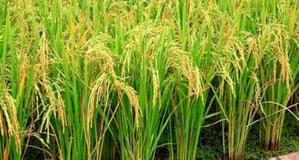 Haryana announces 20 pc hike in commission for arthiyas’ for paddy | Haryana announces 20 pc hike in commission for arthiyas’ for paddy Haryana announces 20 pc hike in commission for arthiyas’ for paddy | Haryana announces 20 pc hike in commission for arthiyas’ for paddy