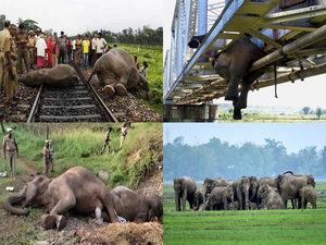India lost 200 elephants in train accidents in 10 years: Wildlife SOS | India lost 200 elephants in train accidents in 10 years: Wildlife SOS India lost 200 elephants in train accidents in 10 years: Wildlife SOS | India lost 200 elephants in train accidents in 10 years: Wildlife SOS