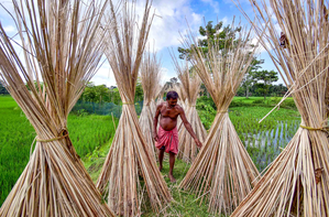 India curbs jute imports from Bangladesh as dumping hurts local farmers and mills | India curbs jute imports from Bangladesh as dumping hurts local farmers and mills