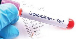 Leptospirosis cases continue to rise in Philippines, breaching 2,000 | Leptospirosis cases continue to rise in Philippines, breaching 2,000 Leptospirosis cases continue to rise in Philippines, breaching 2,000 | Leptospirosis cases continue to rise in Philippines, breaching 2,000